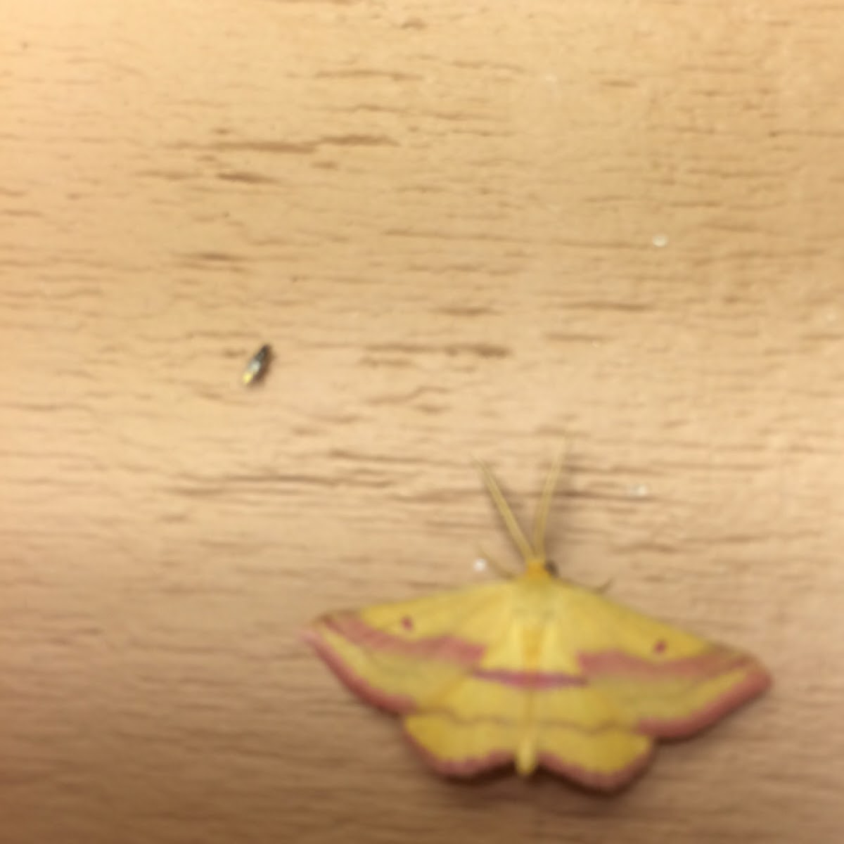 Chickweed Geometer