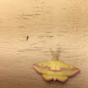 Chickweed Geometer