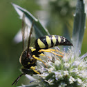 Four-banded Stink Bug Wasp