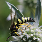 Four-banded Stink Bug Wasp