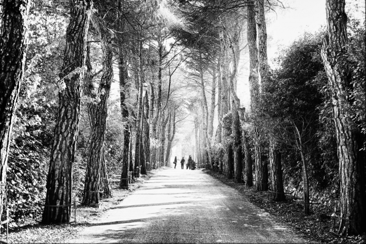 Il Viale di franco1979