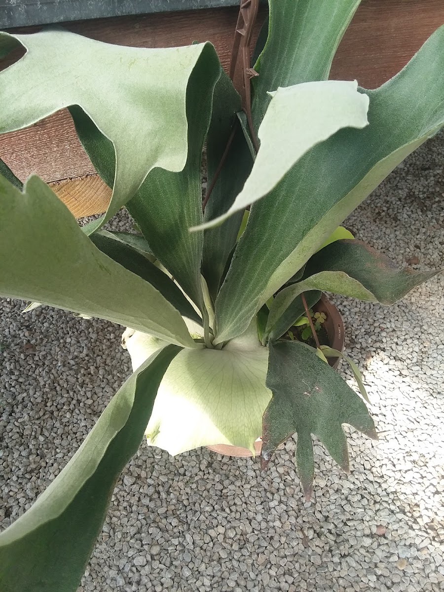 Common Staghorn Fern