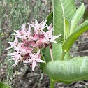 Showy Milkweed