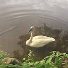 Trumpeter Swan