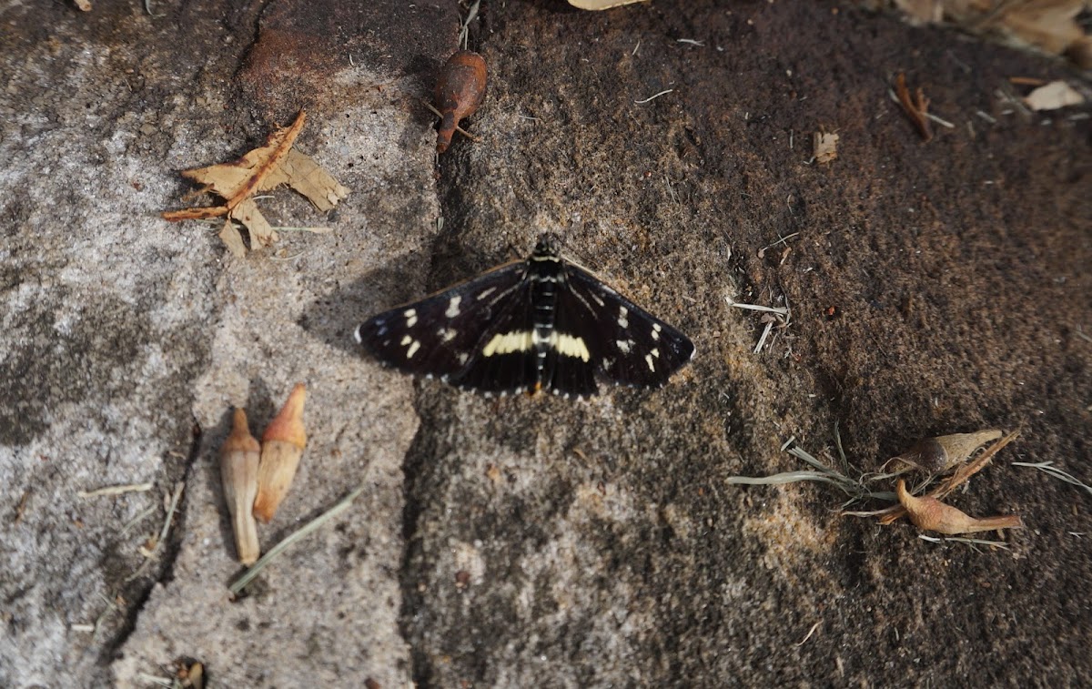 Owlet Moth