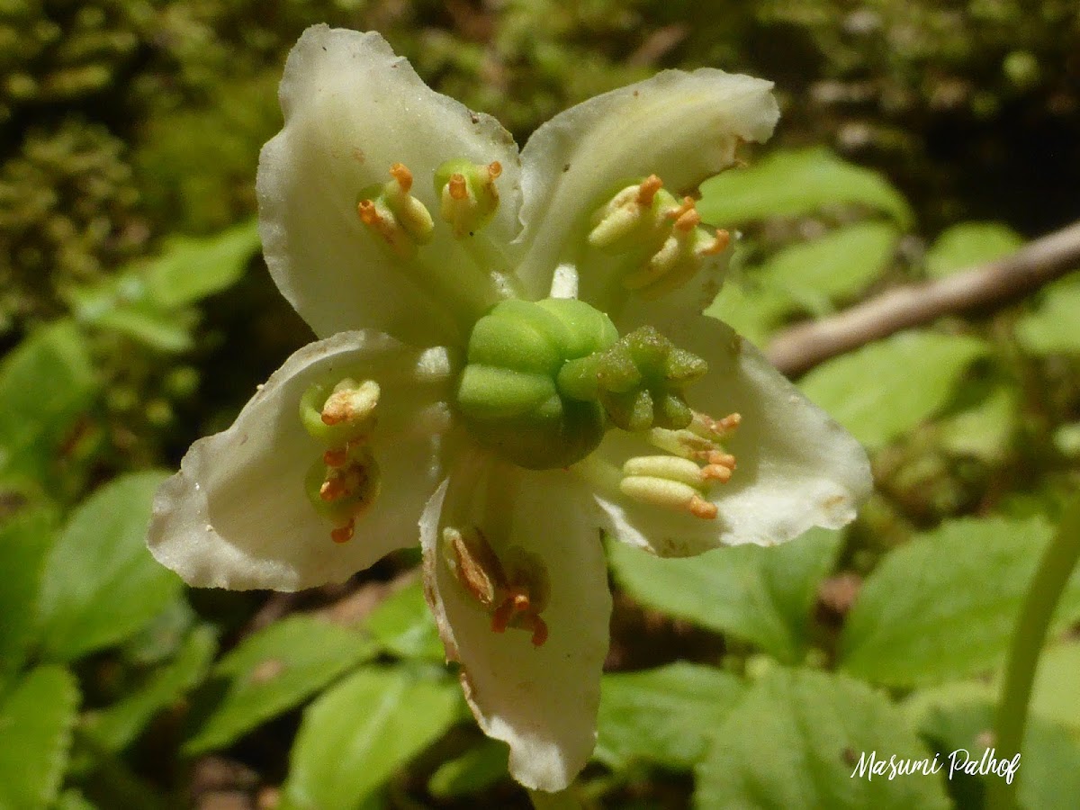 Shy Maiden