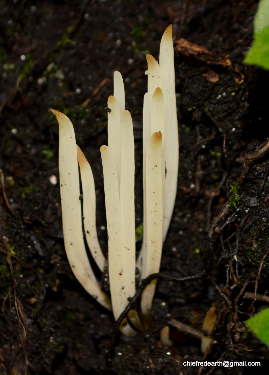 fairy fingers, white worm coral