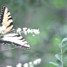 Eastern Tiger Swallowtail