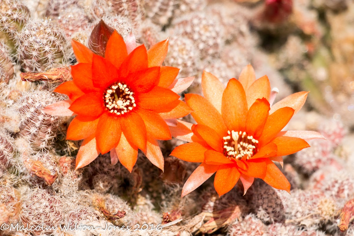 Cactus flower