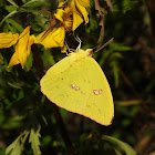 Cloudless sulphur