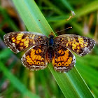 Pearl Crescent