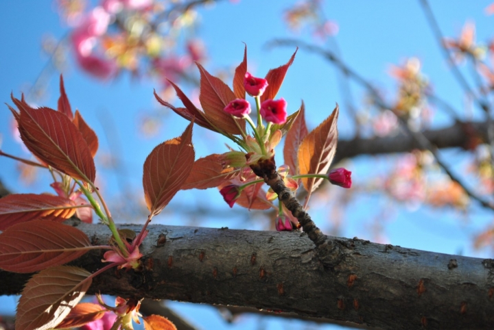 Nature has the best colours di kuscia