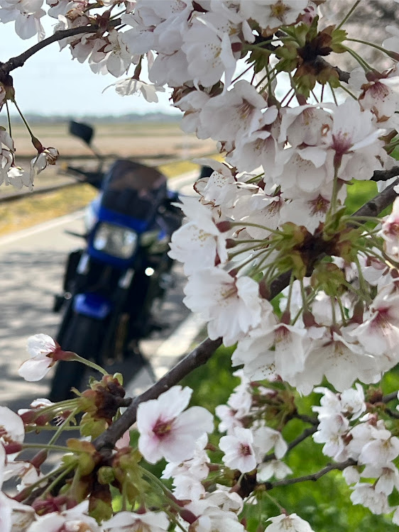 ノートのZRX1200Ｒ・バイクで🌸巡り・リベンジ・鶴ヶ城と桜・ライトアップ夜桜に関するカスタム事例の投稿画像3枚目