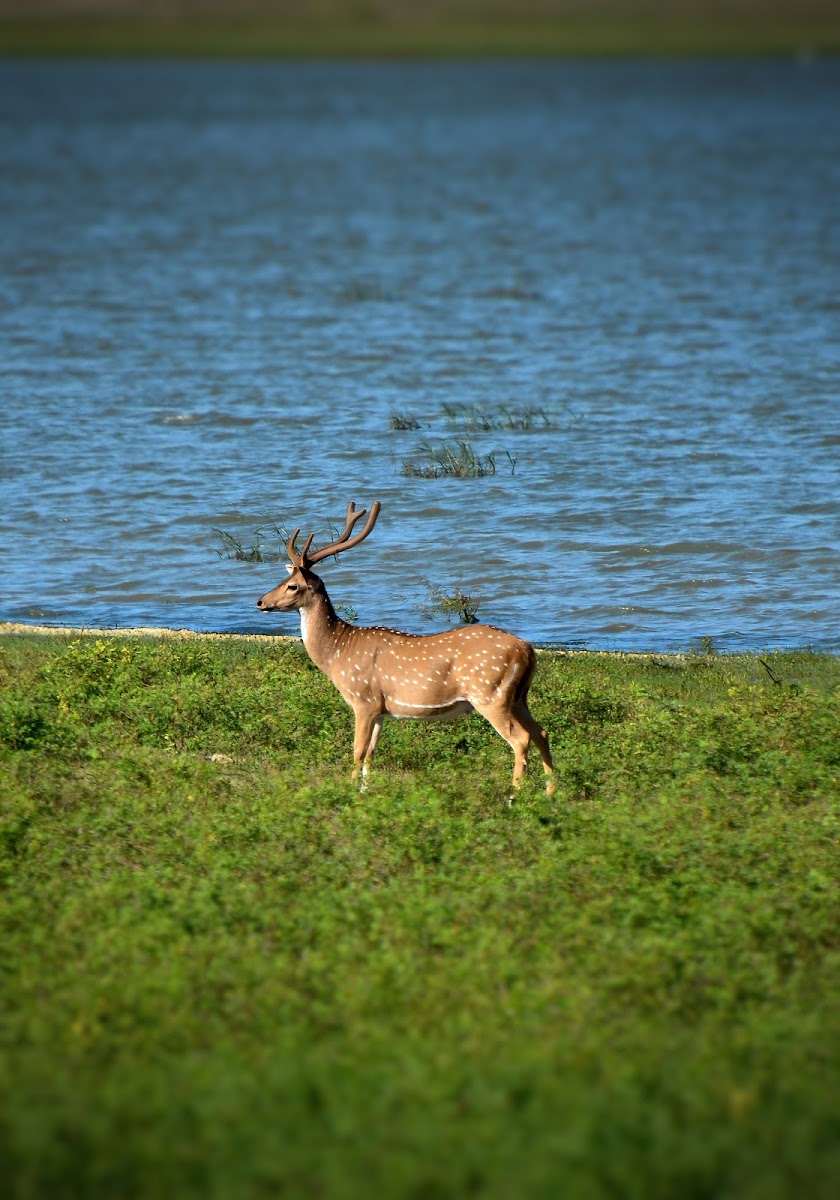 Spotted Deer (Chital)