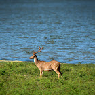 Spotted Deer (Chital)