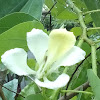 Bauhinia