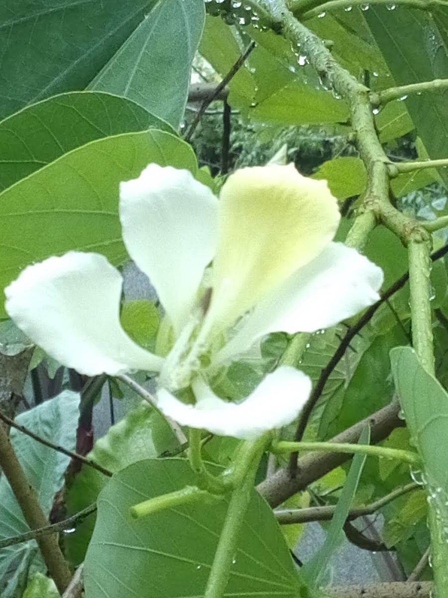 Bauhinia