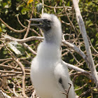 Red-footed Booby