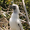 Red-footed Booby