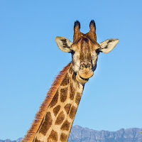 Il sorriso della giraffa di Dariagufo