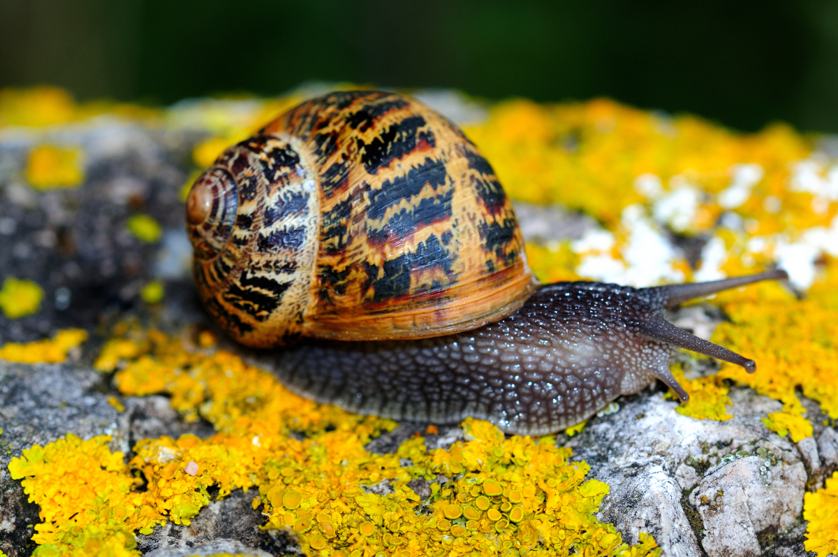 Garden snail; Caracol común