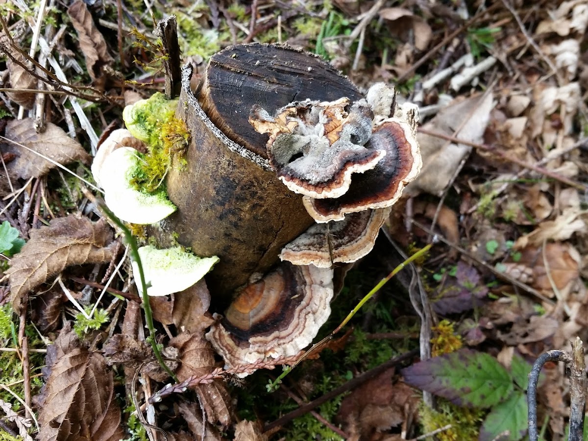 Turkey tail