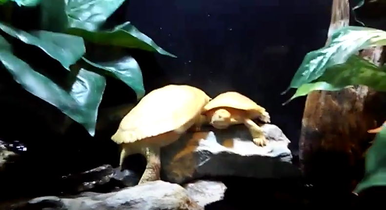 Red Eared Slider (Albino)