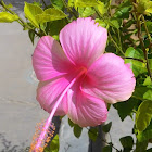 Hibiscus