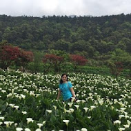 苗榜海芋園