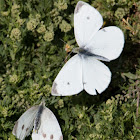 Small White