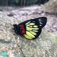 Butterflies and Moths of the Greater Bay Area, China