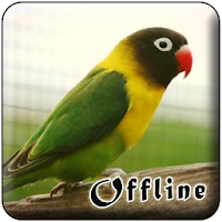 Masteran Lovebird Kusumo Offline