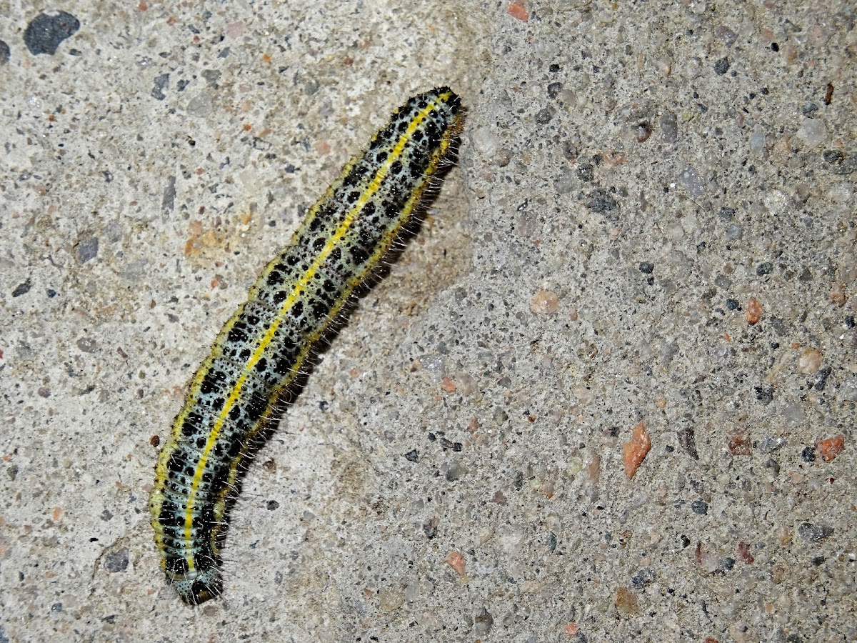 Cabbage Butterfly caterpillar