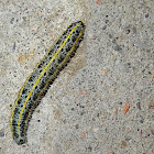 Cabbage Butterfly caterpillar
