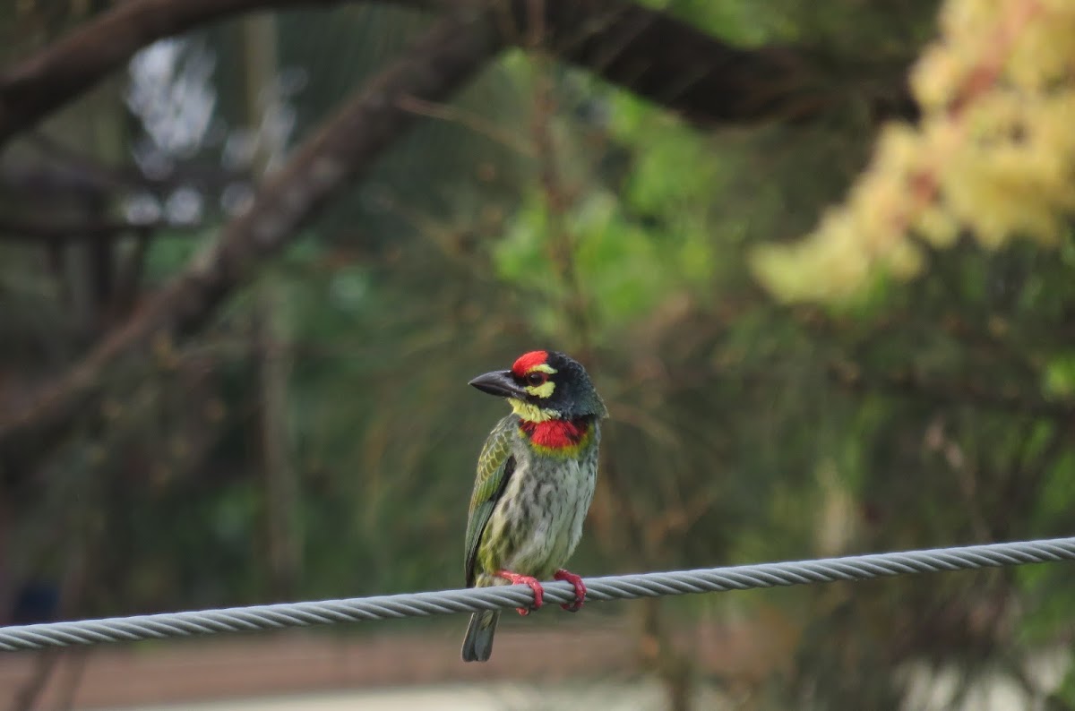 Coppersmith Barbet