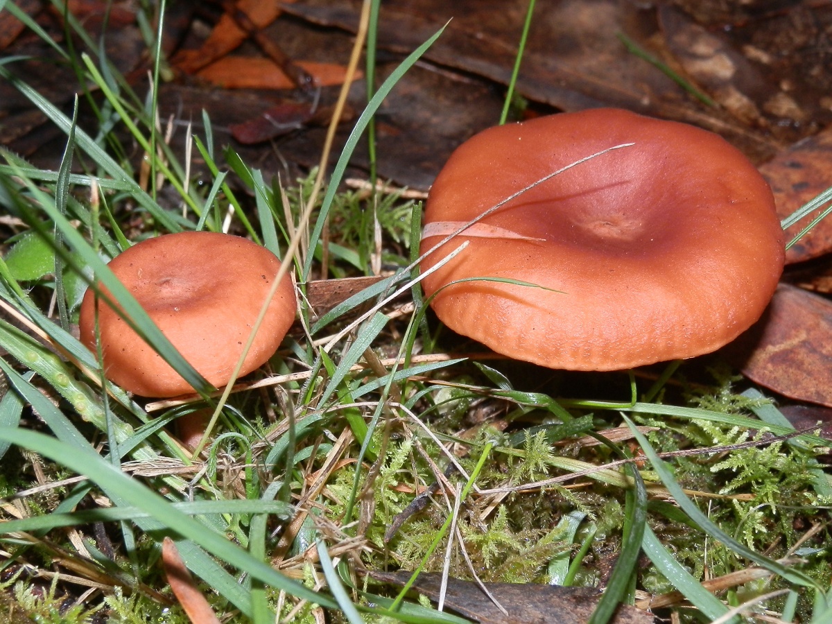 Milk-cap fungus