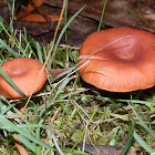 Milk-cap fungus