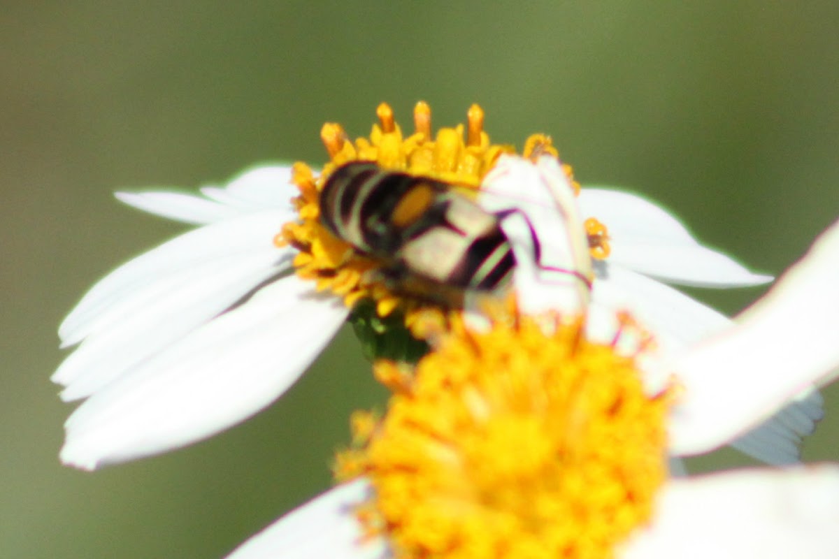 Syrphid Fly