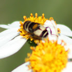 Syrphid Fly