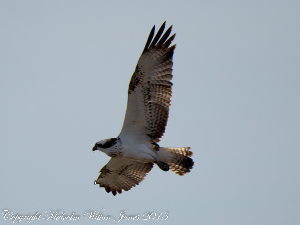 Osprey; Aguila Pescadora