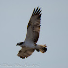 Osprey; Aguila Pescadora