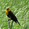 Yellow-headed Blackbird