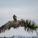 Red-Tailed Hawk