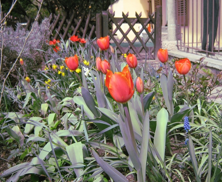 I fiori della nonna di polepettina