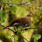 Ruffed grouse