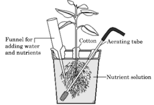 Mineral Absorption