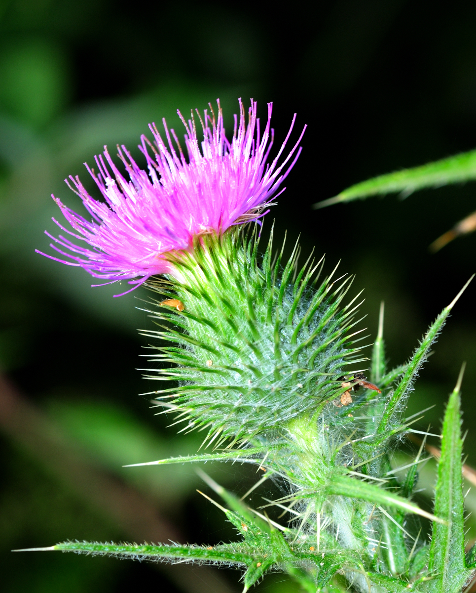 Spear Thistle; Cardo negro