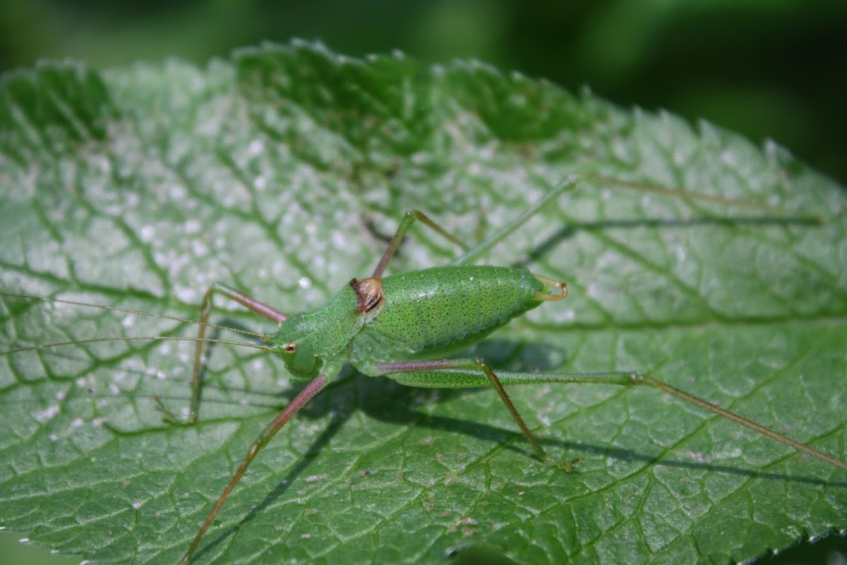 Sickle-bearing Bush-cricket(nymph)