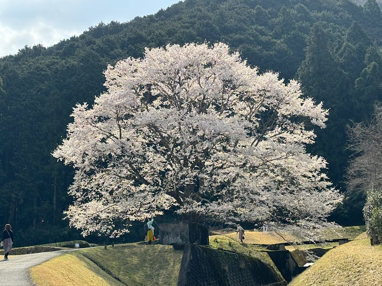 ジムニーシエラの桜とコラボ・キネティックイエローブラック2トーンルーフ・竹原の淡墨桜に関するカスタム事例の投稿画像3枚目