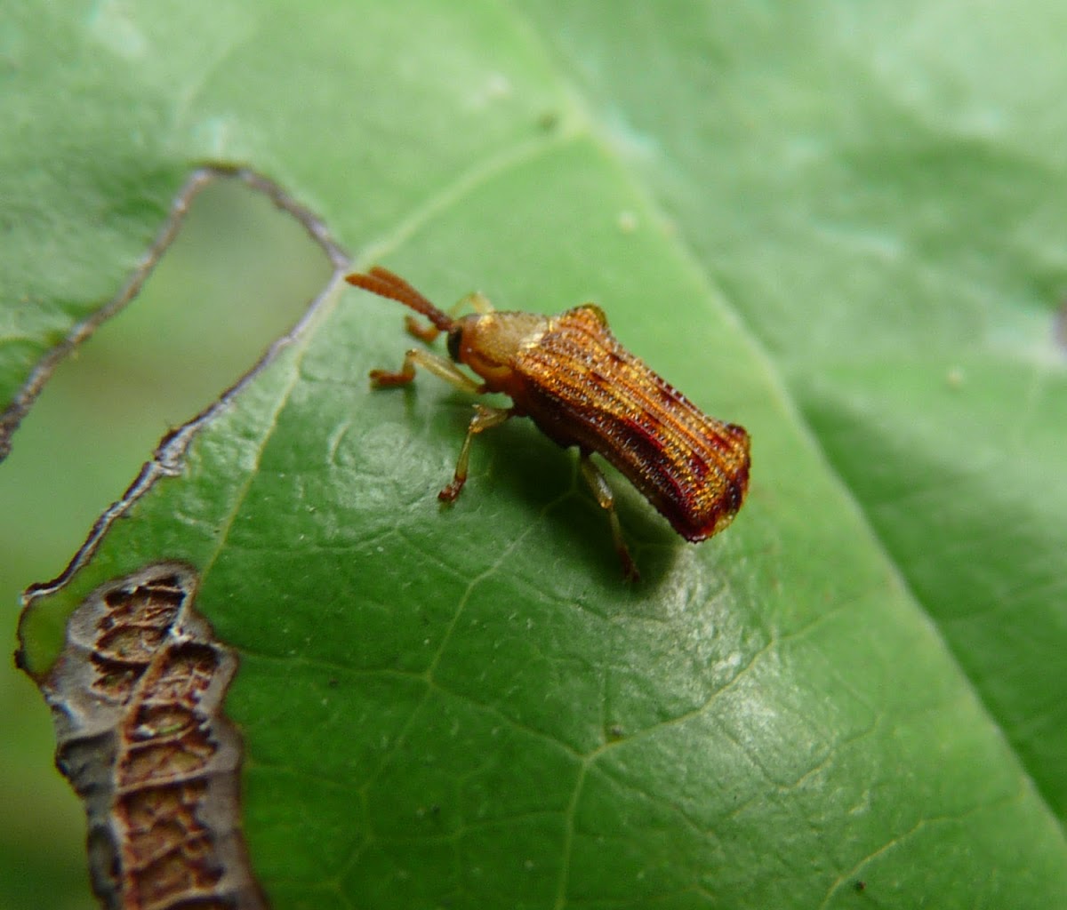 Beetle - Escarabajo